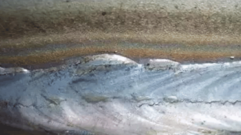 Porosity scattered along the whole bead